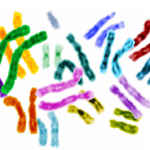 human genome