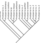 proctoporus cladogram